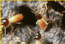 ปลวก Termite (White ants) ปลวก Termite (White ants)