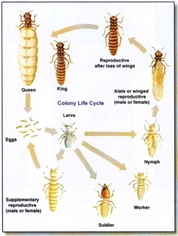 ความรู้ทั่วไปเกี่ยวกับปลวก
