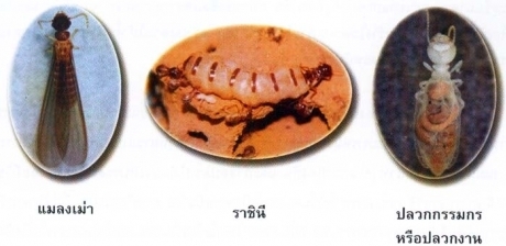 ความรู้ทั่วไปเกี่ยวกับปลวก 1