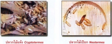 ความรู้ทั่วไปเกี่ยวกับปลวก 3