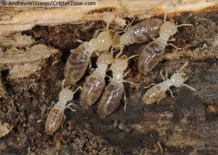 ความรู้ทั่วไปเกี่ยวกับปลวก 4